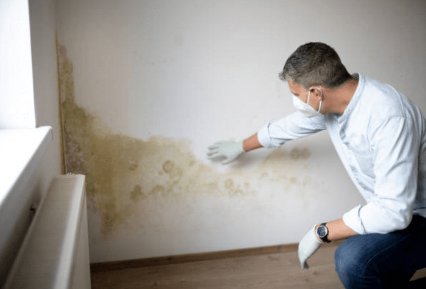 Jak szybko i skutecznie usunąć grzyb ze ścian?